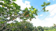 Artocarpus altilis