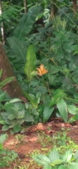 Heliconia psittacorum