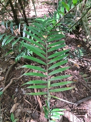 Chamaedorea tepejilote
