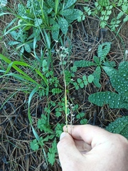 Liliopsida