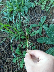 Liliopsida