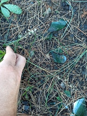 Liliopsida