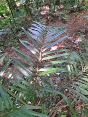 Chamaedorea tepejilote
