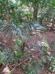 Chamaedorea tepejilote