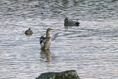 Anas platyrhynchos