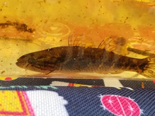 Fat sleeper (Dormitator maculatus) — Eleotridae — 4