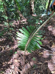 Chamaedorea tepejilote