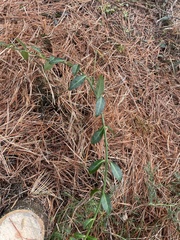 Euonymus fortunei