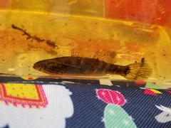 Dormitator maculatus