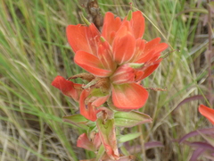 Castilleja nelsonii