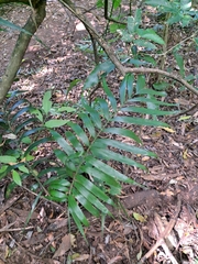 Chamaedorea tepejilote