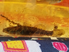 Dormitator maculatus