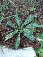 Anchusa variegata