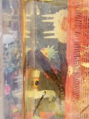 Dormitator maculatus