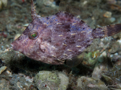 Stephanolepis hispida