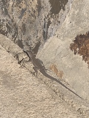 Urosaurus nigricauda