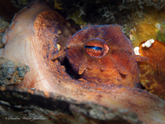 Octopus americanus
