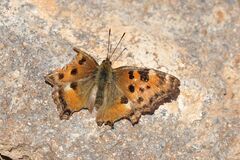 Nymphalis polychloros