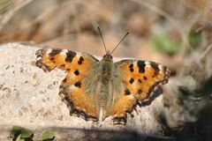 Nymphalis polychloros