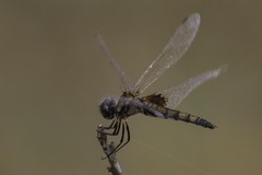 Macrodiplax balteata