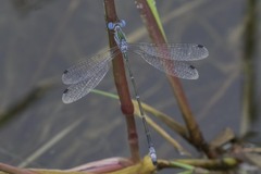 Lestes forficula