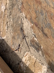 Urosaurus nigricauda