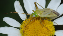 Adelphocoris quadripunctatus