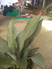 Asparagaceae