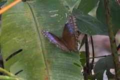 Morpho helenor marinita