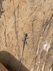 Urosaurus nigricauda