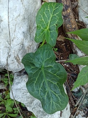 Arum italicum