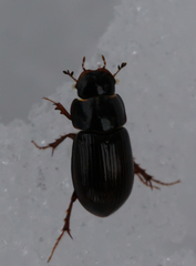 Aphodiini