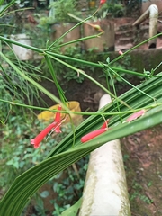 Russelia equisetiformis