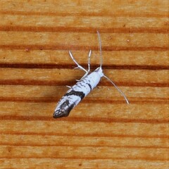 Argyresthia curvella