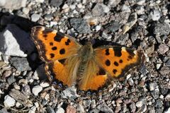 Nymphalis polychloros