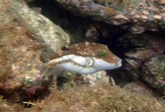 Canthigaster rivulata