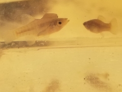 Fundulus xenicus