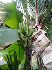 Musa