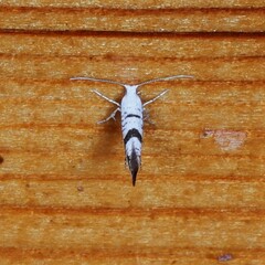 Argyresthia curvella