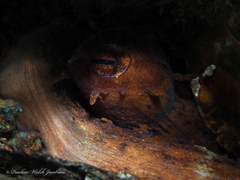 Octopus americanus