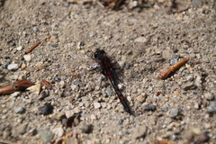 Leucorrhinia rubicunda
