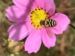 Syrphini