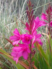 Watsonia borbonica