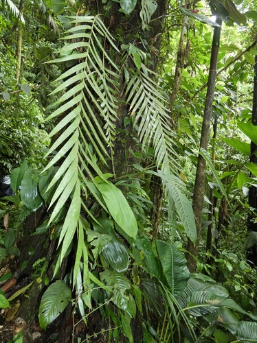 Zamia pseudoparasitica, photograph 1