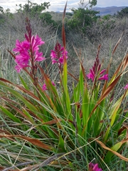 Watsonia borbonica