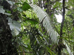 Zamia pseudoparasitica