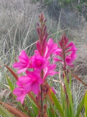 Watsonia borbonica