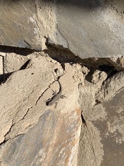 Urosaurus nigricauda