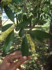 Citharexylum montevidense