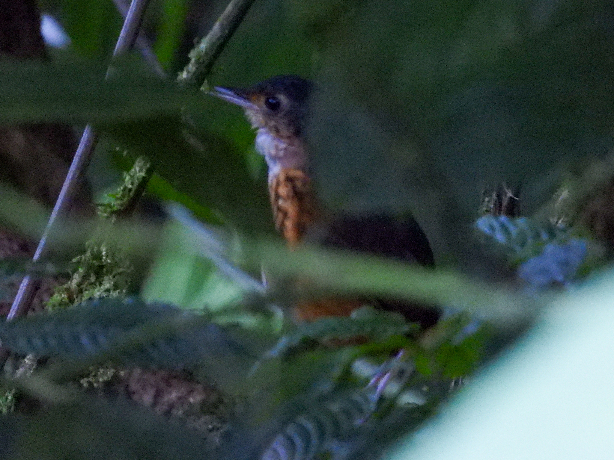 Thicket Antpitta (Myrmothera dives)